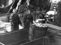 Мурманск - Мурманск 60-х гг. / Архив Рыбного порта, 60-е гг. / Выгрузка рыбы