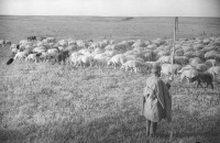 Самарская область - Колхозная овцеферма.