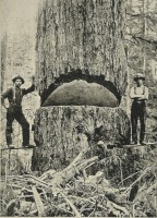 Разное - Вашингтонская елка 9 футов в диаметре.
