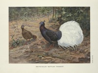 Разное - Белохвостый фазан уайттледа, 1918-1922