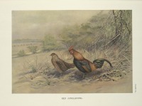 Разное - Красная джунглевая курица Gallus gallus, 1918-1922