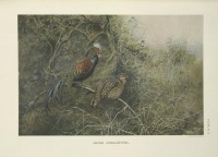 Разное - Джаван, джунглевая курица Gallus varius, 1918-1922