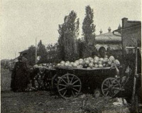 Балашов - Торговля арбузами с возов
