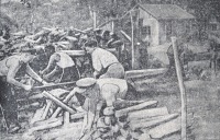 Житомир - Піляння та рубання дров  на шкільному подвір