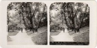 Кисловодск - Аллея к Стеклянной струе и столетнее дерево