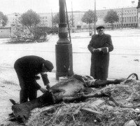 Берлин - Берлинцы срезают мясо с убитой лошади