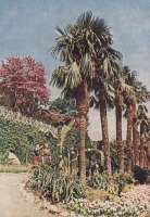 Ялта - Пальмы в Никитском ботаническом саду