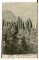 Алупка - Крым. Алупка. Кипарисовая роща, 1900-1917