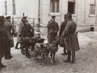 Бережаны - Галіція. Бережани.  Повозка-сани з собаками в австрійському війську.