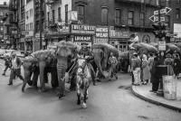 Нью-Йорк - По улице слонов водили...