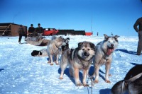 Штат Аляска - Собачья упряжка на острове Тигвариак