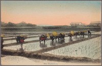 Япония - Плантации риса в Японии, 1910-1919