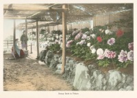 Токио - Цветущие пионы в саду Токио, 1910-1919