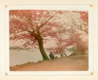 Токио - Цветение сакуры в Токио, 1890-1909