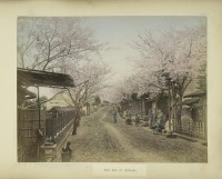 Иокогама - Цветение сакуры на горе Нога, 1890-1909