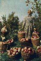 Алма-Ата - Сбор апорта в садах Алма-аты, 1939