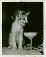 Старые магазины, рестораны и другие учреждения - Улыбающийся котик с коктейлем в мужском клубе Нью-Йорка