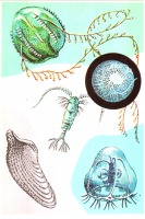 Ретро открытки - Живой свет моря