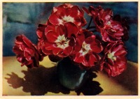 Ретро открытки - Махровые тюльпаны