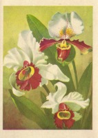 Ретро открытки - Орхидеи