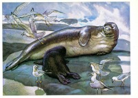 Ретро открытки - Белобрюхий тюлень.