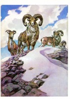 Ретро открытки - Туркменский горный баран.