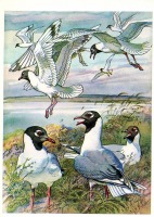 Ретро открытки - Реликтовая чайка.