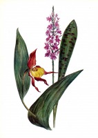 Ретро открытки - Орхидные.