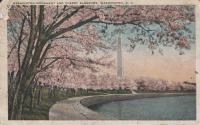 Ретро открытки - Monument and Cherry Blossoms.