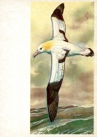 Ретро открытки - Белоспинный альбатрос.
