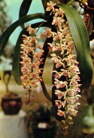 Ретро открытки - Орхидея