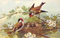 Ретро открытки - Птицы у гнёзда с птенцами на цветущей ветке