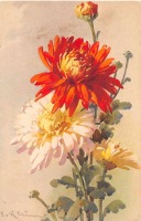 Ретро открытки - Оранжевые и белые хризантемы