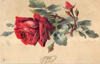 Ретро открытки - Красная роза с бутонами