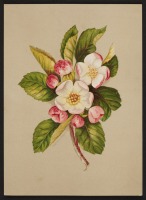 Ретро открытки - Цветущая ветка яблони
