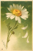 Ретро открытки - Белая маргаритка на зелёном фоне