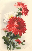 Ретро открытки - Букет белых и красных хризантем