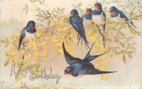Ретро открытки - День Рождения. Ласточки на ветке жёлтой акации