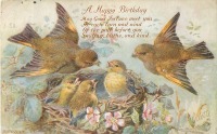 Ретро открытки - Пара зябликов у гнёзда с птенцами на ветке цветущей яблони
