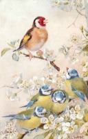 Ретро открытки - Красноголовый зяблик и лазоревки на цветущей ветке