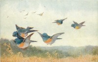 Ретро открытки - Стайка красногрудых синих птиц над полем
