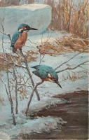 Ретро открытки - Зимородки над зимним ручьём