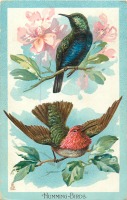 Ретро открытки - Колибри