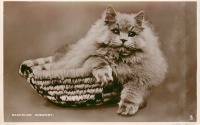 Ретро открытки - Персидские кошки. Комфорт Бакалавра