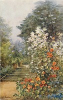 Ретро открытки - Оранжевая настурция и белый клематис в саду
