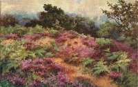 Ретро открытки - Холмы в фиолетовых луговых цветах