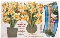 Ретро открытки - Жёлтые нарциссы в декоративном цветочном горшке