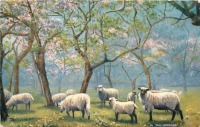 Ретро открытки - Овцы в саду