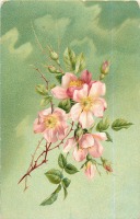 Ретро открытки - Ветка розового шиповника с бутонами