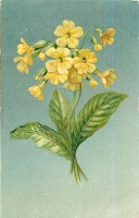 Ретро открытки - Букет жёлтых примул